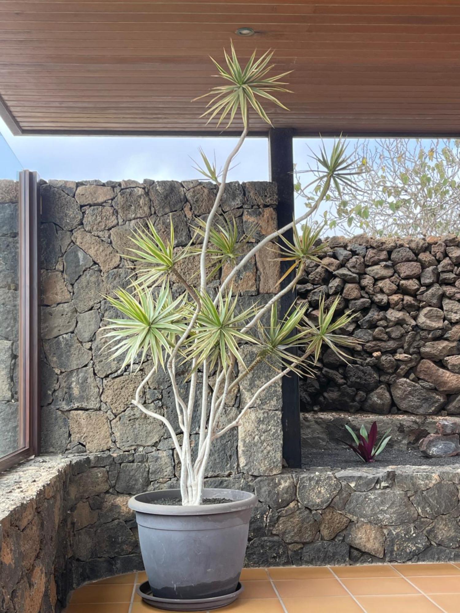 Villa Timanfaya Tinajo Exteriör bild